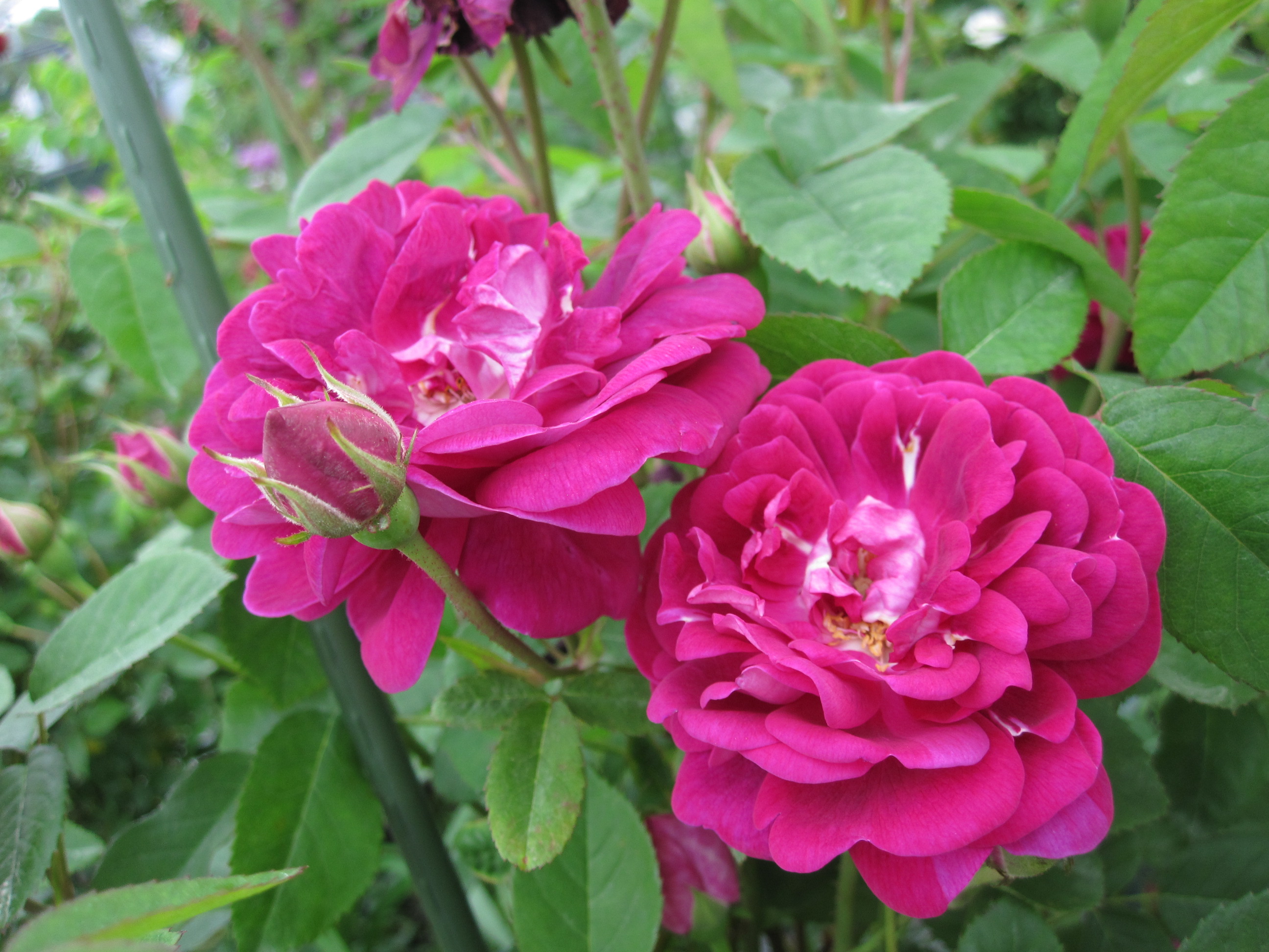 ✨ローラ錦✨ 葉挿し苗  4頭？ ✨ローラ錦✨ 葉挿し苗 4頭？ ✨ローラ錦✨ 葉挿し苗 4頭？